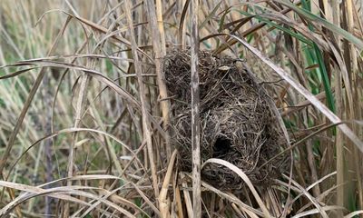 Country diary: The briefest, luckiest glimpse of a harvest mouse