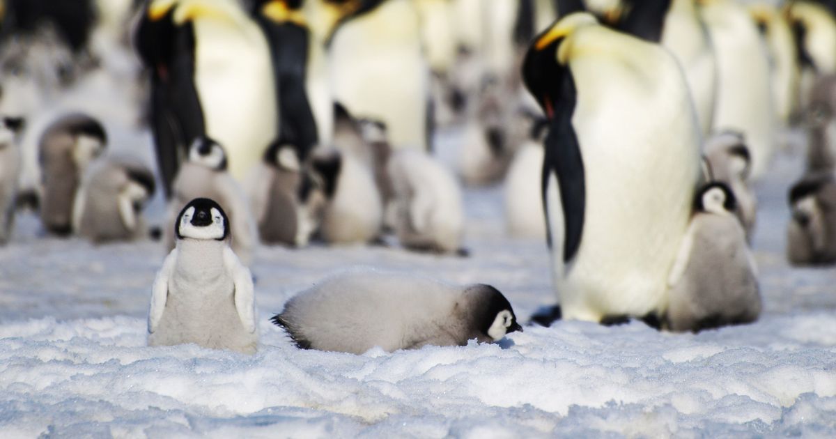 New emperor penguin colony in Antarctica discovered…