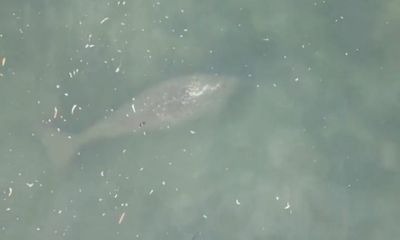 What a crock: second Stradbroke Island crocodile sighting confirmed as dugong