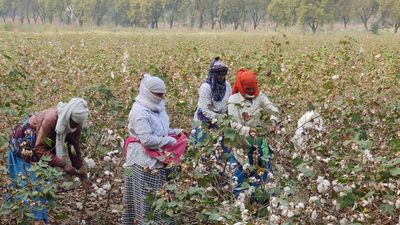 Flame Resistant Cotton Could Be On Horizon