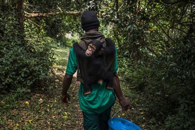On the edge of extinction: why western chimpanzees matter – photo essay