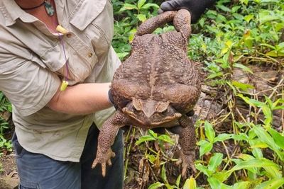 ‘Toadzilla’: Record-breaking cane toad found in Queensland in Australia