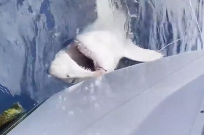 Angler, 12, tells of joy at catching great white shark off coast of Florida
