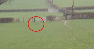 Startled walker claims he spotted a 'puma' near Welsh castle