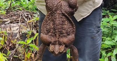 World record-breaking toad dubbed Toadzilla discovered - and it's six times average size