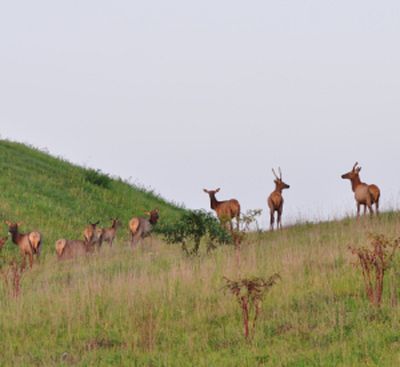 Reward for information leading to the conviction of bull elk poacher grows to $5,500