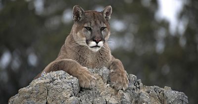 Man shares photo to prove he spotted a 'Puma' on country walk - can you see it?