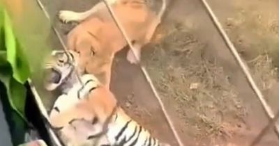 Tiger dies after being mauled by three lions at zoo in terrifying attack