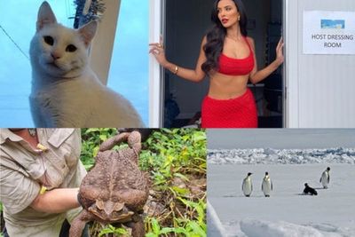 Good News: Fun stories to bring some cheer to your week, from Maya Jama to record-breaking toads