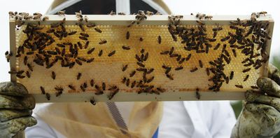 How do you vaccinate a honeybee? 6 questions answered about a new tool for protecting pollinators