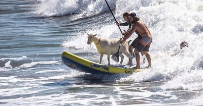 Extreme surfing goats can teach you how to ride the waves in California