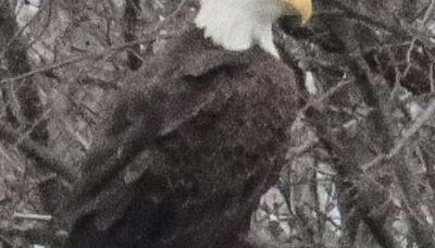 Winding a personal path through Starved Rock and the recovery of bald eagles