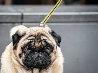 Dutch to ban unhealthy designer pets