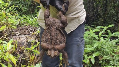Nearly 6-pound 'Toadzilla' found in Australia breaks the record for largest toad