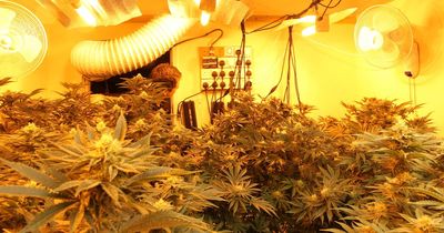 Plush detached home with BMW on the drive turned into £250,000 cannabis factory