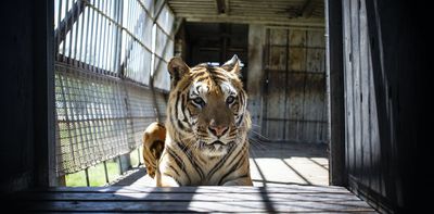 Tigers in South Africa: a farming industry exists – often for their body parts