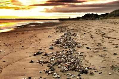 Mystery cause of ‘apocalyptic’ mass crab deaths on UK coast revealed