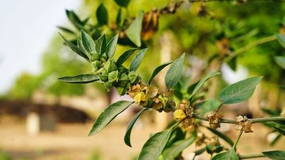 Is Ashwagandha really the magic supplement TikTokers claim it to be?