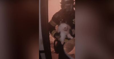 Firefighters cut garage to rescue 70 Pomeranian dogs and cats from burning house