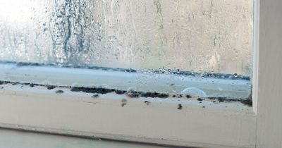 Woman tests £3.50 item to tackle condensation and heat loss on windows