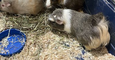 DSPCA's urgent warning after adorable guinea pigs found 'abandoned' at rugby club in Dublin