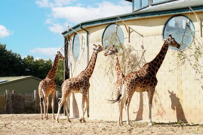 Men injured giraffe with bottle and posted video on Snapchat after breaking into zoo