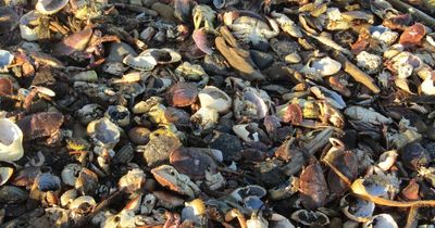Panel rules new disease may have caused sea creature deaths on North East beaches