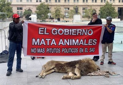 Dead lion protest surprises passersby in front of Chile's presidential palace