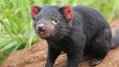 Tasmanian devil joeys successfully audited in Aussie Ark mainland breeding program