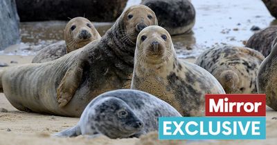 UK seal colony has 3,796 babies to look after as army of volunteers have work cut out