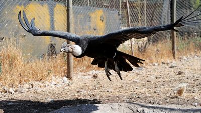 Chile preparing threatened condor chicks for release into the wild