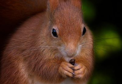 Scots urged to report 'vital' sightings of red squirrels to save species