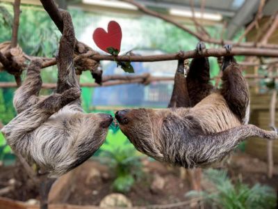 Edinburgh Zoo to celebrate season of love with Valentine's events