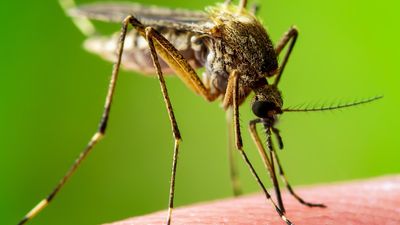 'Significant risk' to Mildura as Murray Valley encephalitis mosquito detections grow