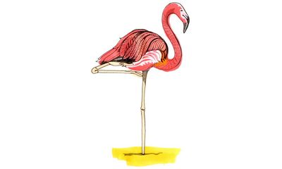 Why do flamingos stand on one leg and who invented chocolate? Try our kids’ quiz