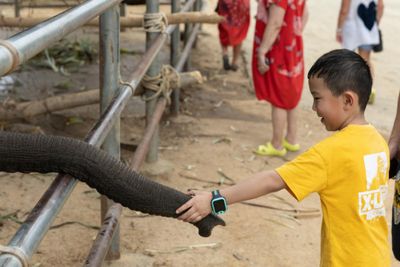 Elephant camp adds more jumbos as Chinese tourists return