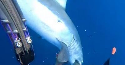 World’s fastest shark mauls diver as he screams in chilling attack caught on camera