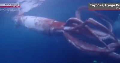 Couple come face-to-face with rare giant 8ft squid while diving off Japan coast