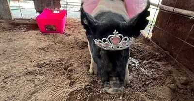 Couple rescue pig at auction only to discover they were bidding for its meat