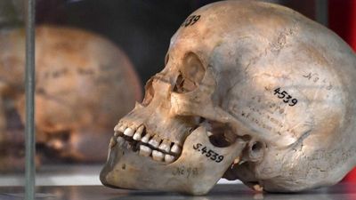 Germany offers to return 1,000 human skulls to former east African colonies