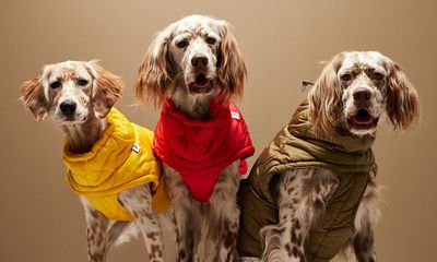 Tail-blazers: fashion houses turn to pet clothing as ‘humanisation’ trend grows