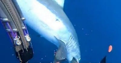 Fastest shark in world mauls screaming diver in disturbing Facebook video footage
