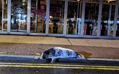 Baby seal spotted ‘shuffling along road’ outside Norfolk kebab shop