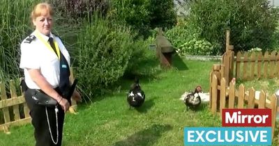 Prison bosses hope therapy ducks can help ex-gang members go straight