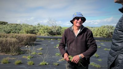 Karoonda farmer dedicates retirement to regenerating mallee soils in a dry, dusty land