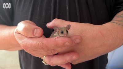 Wildlife carers' romance began with a one-eyed magpie. Now their 'babies' are two tiny pygmy possums