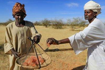 Sudan's prized gum trees ward off drought but workers wither