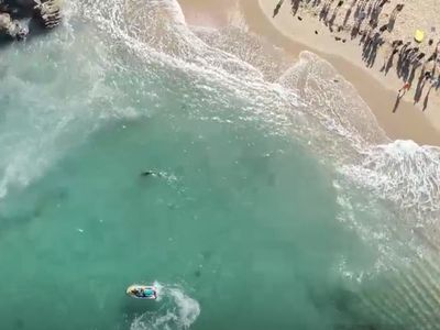 Famous surfing beach in Sydney closed as sharks attack dolphin