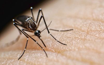 Detections of mosquito-borne viruses on the rise