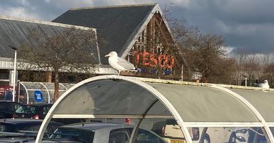 'I was mugged in broad daylight at Tesco by a seagull'